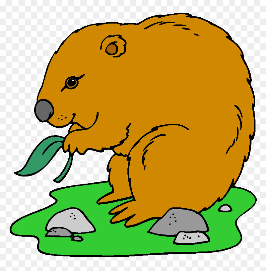 English Exercises Australian Animals - Groundhog Eating Clipart, HD Png Download - sami zayn png