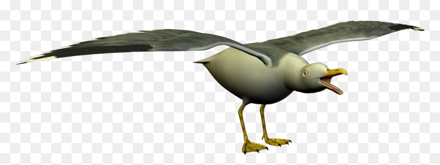 Simple Sea Gull Clip Art - Albatross, HD Png Download - seagulls png