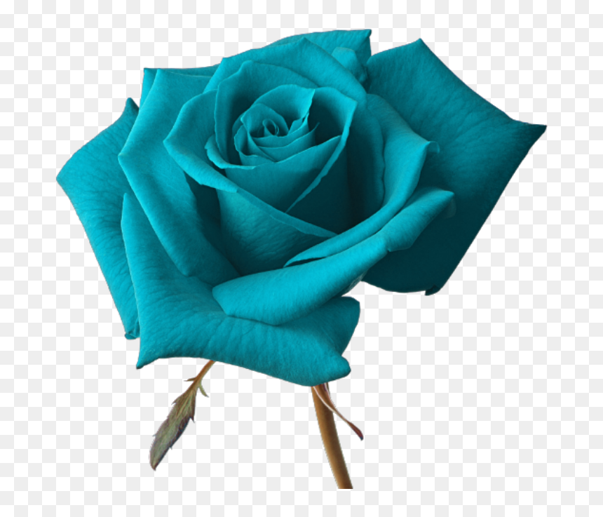 Flor 
cc Por Esha 
cc Si Usasss - Red Rose On Transparent Background, HD Png Download - flor png
