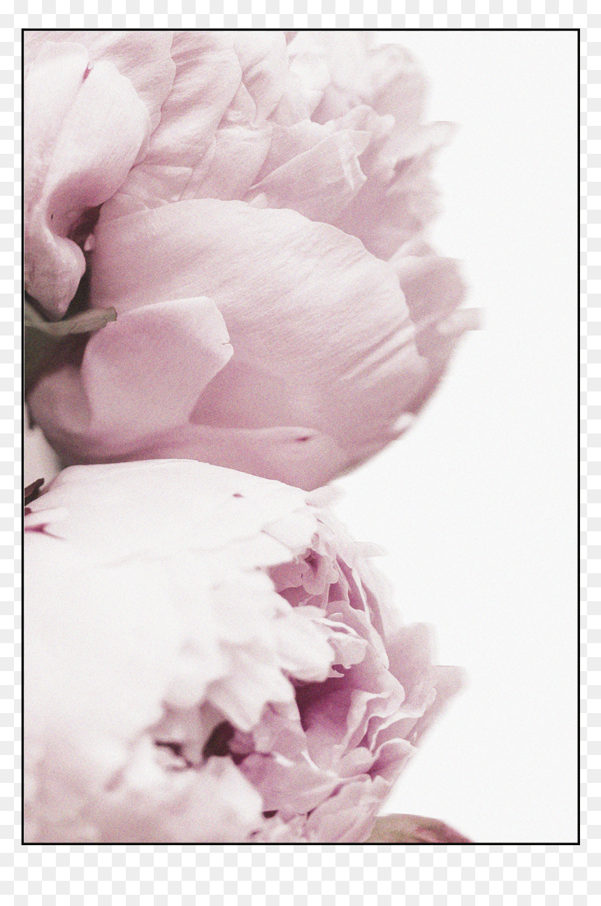 Poster, HD Png Download - pink rose petals png