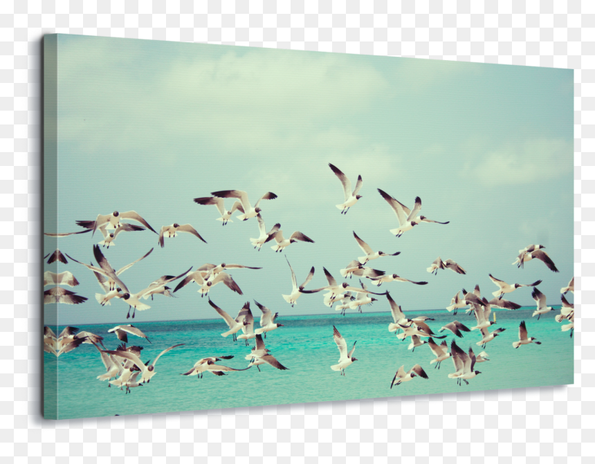 Climate Change Birds, HD Png Download - seagulls png