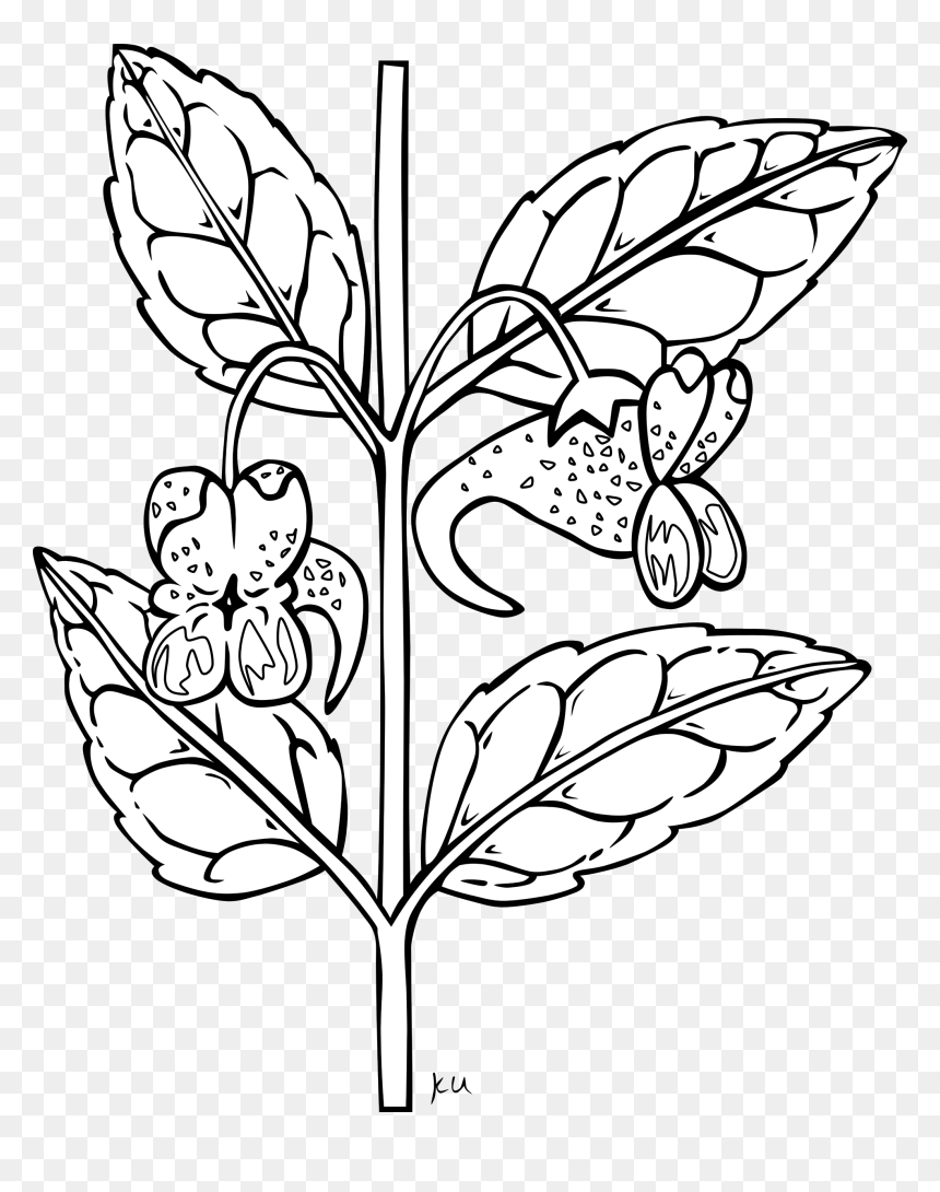 Impatiens Capensis Detailed Big - Outline Pictures Of Plants, HD Png Download - leaf outline png