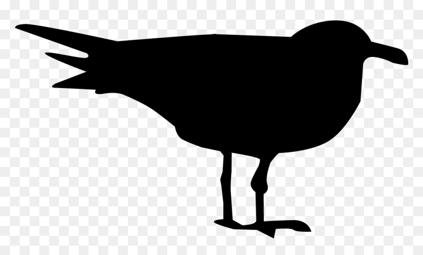 Birds All Images Download, HD Png Download - seagulls png