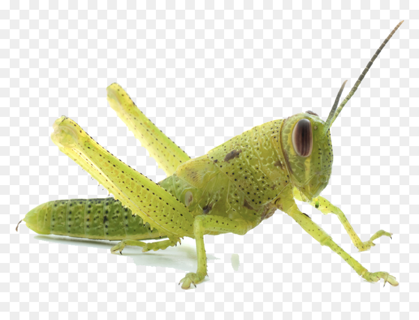 Download Grasshopper Png Transparent Image - Grasshopper Transparent, Png Download - grasshopper png