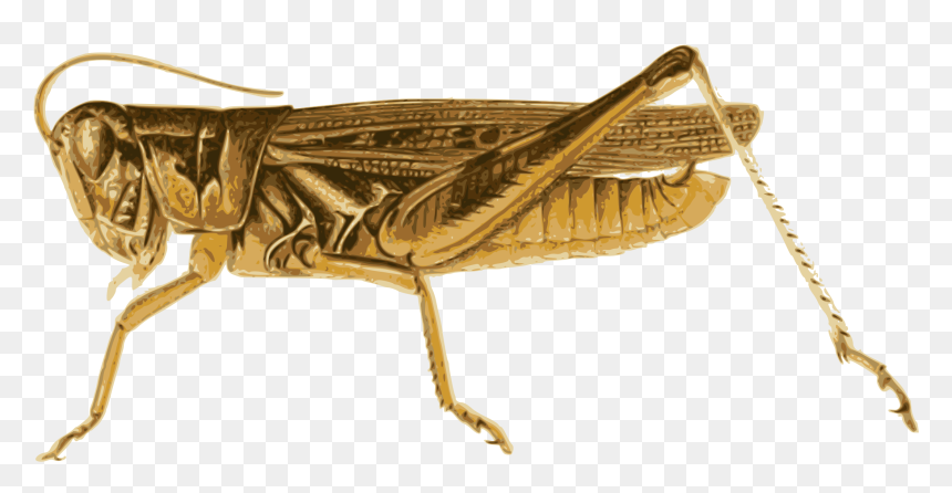 Big Image Png - Butterfly And Grasshopper, Transparent Png - grasshopper png