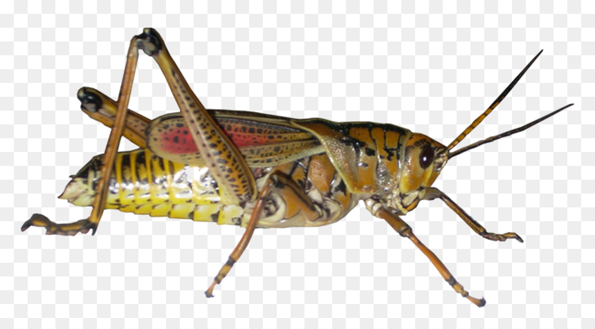 Grasshopper Png Picture - Grasshopper Png, Transparent Png - grasshopper png