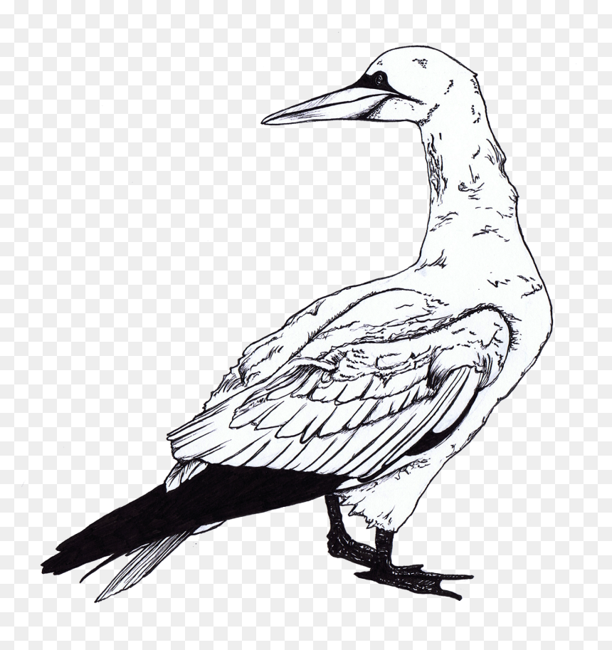 Pictures Of Seagulls To Colour - Gull, HD Png Download - seagulls png