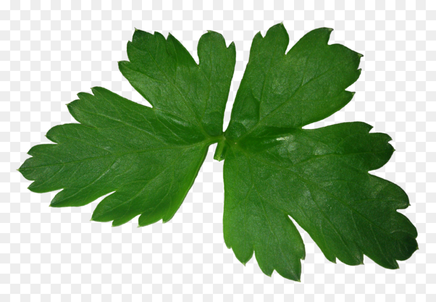 Parsley Png Image - Free Png Parsley, Transparent Png - parsley png