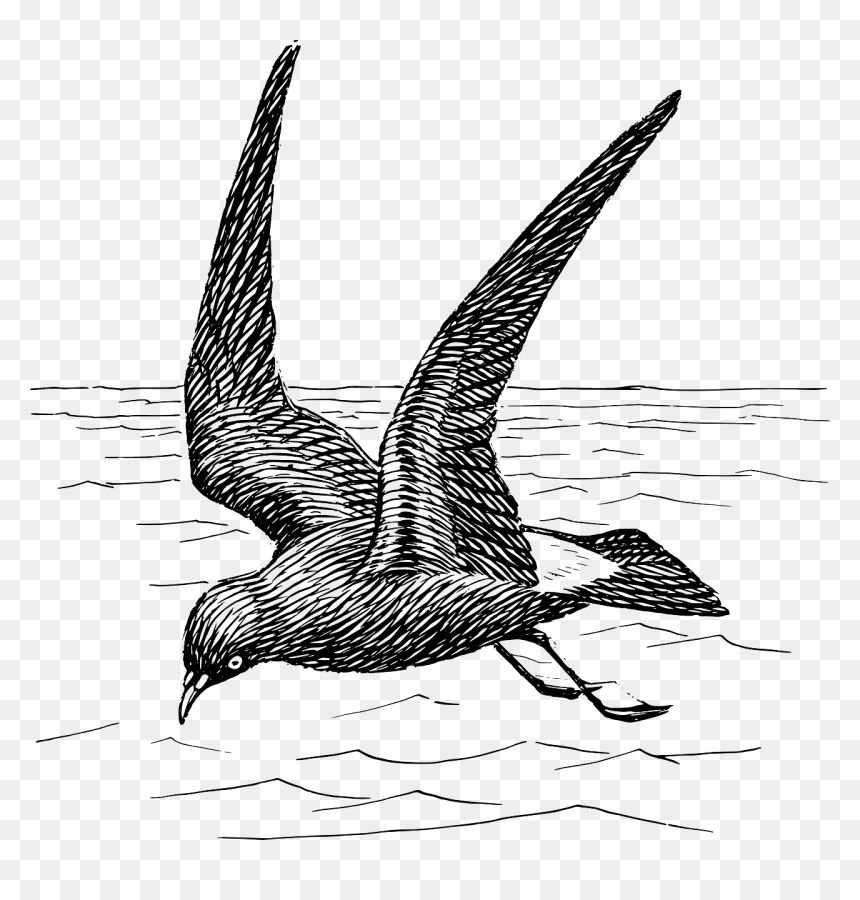 Gull Sea Gull Sea-gull Free Photo - Petrel Para Colorear, HD Png Download - seagulls png