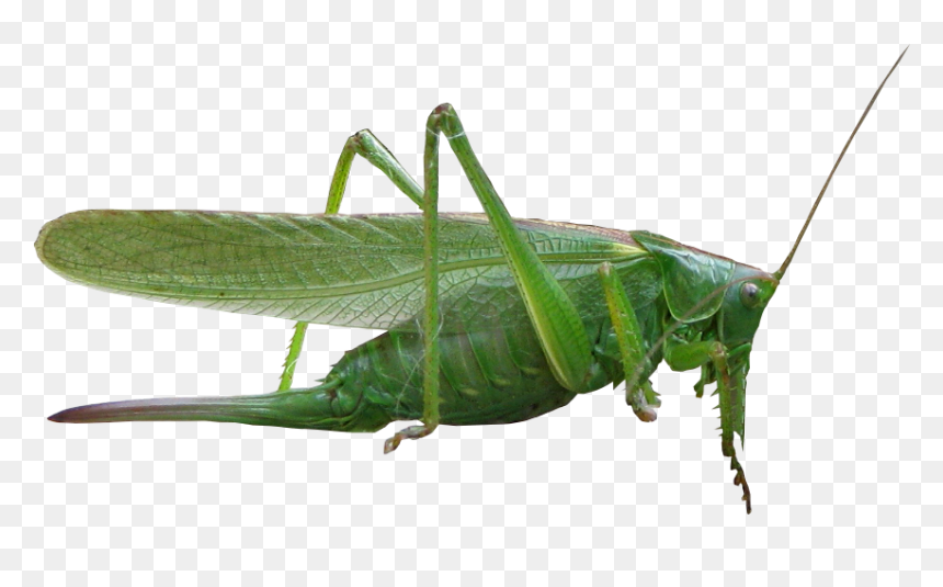 Grasshopper Png - Насекомые На Прозрачном Фоне, Transparent Png - grasshopper png