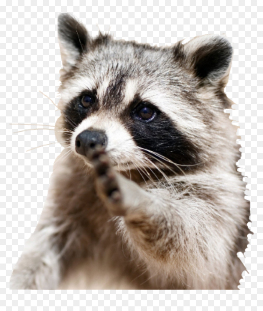 Racoon Sticker , Png Download - Smartest Animals, Transparent Png - racoon png