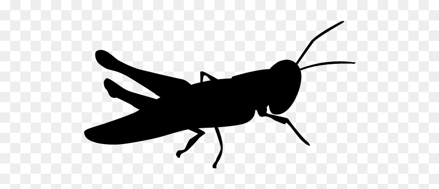 Grasshopper Clipart Silhouette - Grasshopper Silhouette Clipart, HD Png Download - grasshopper png