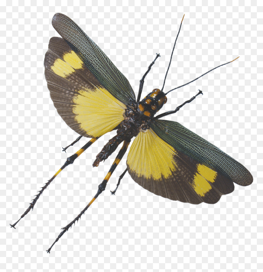 Grasshopper Flying Png , Png Download - Flying Grasshopper Png, Transparent Png - grasshopper png