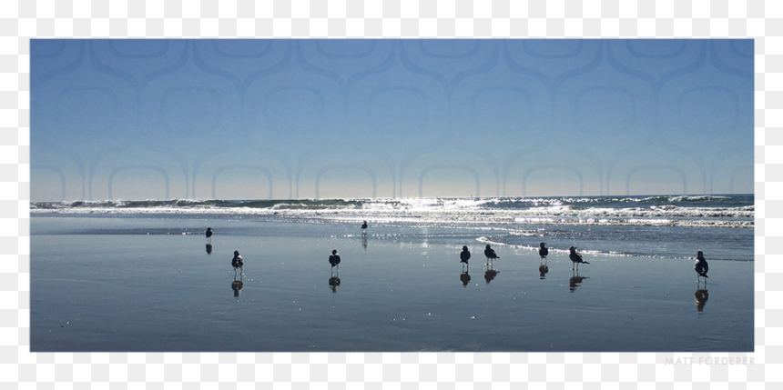 Seagulls, HD Png Download - seagulls png