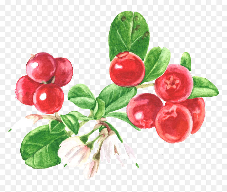 Cranberry, HD Png Download - cranberry png