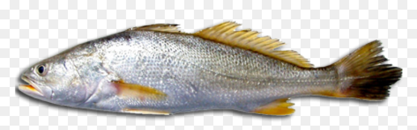 Download Free Fish Png Transparent Images Transparent - Fish Of The Southern Colonies, Png Download - bass fish png