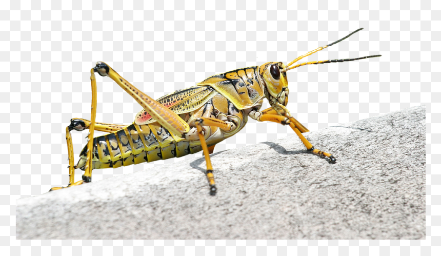 Grasshopper Animal, HD Png Download - grasshopper png