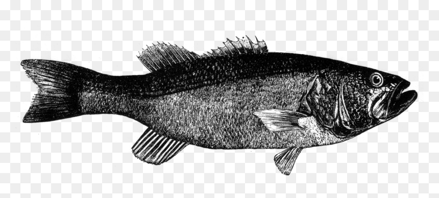 Vintage Flora And Fauna Prints, HD Png Download - bass fish png