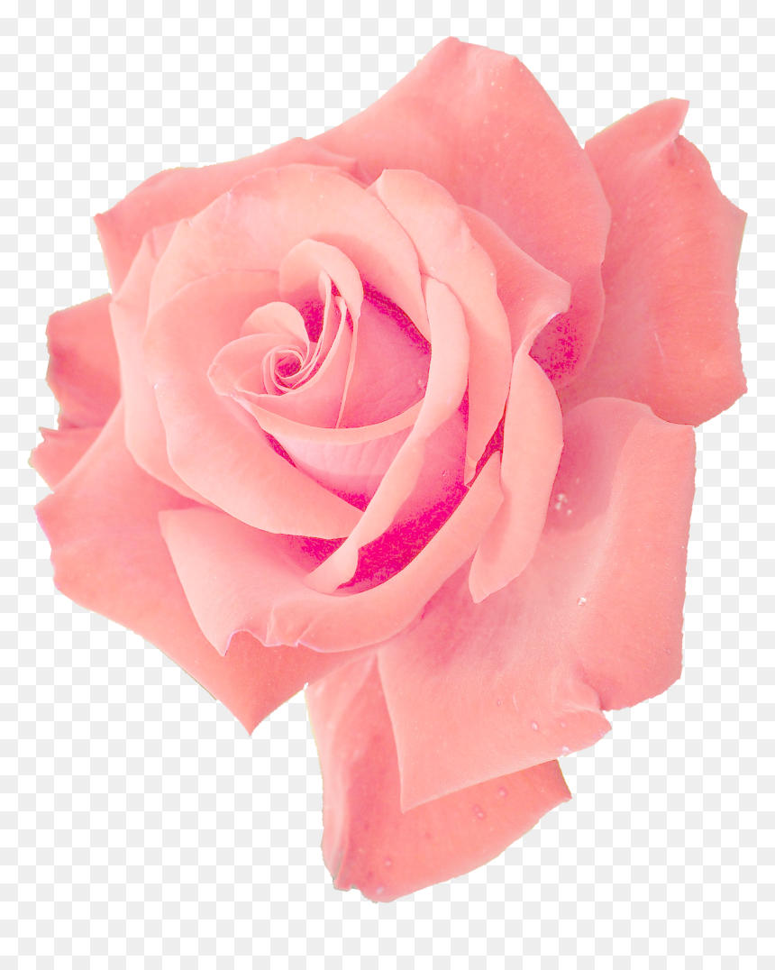 Transparent Pink Flower Png, Png Download - real flower png