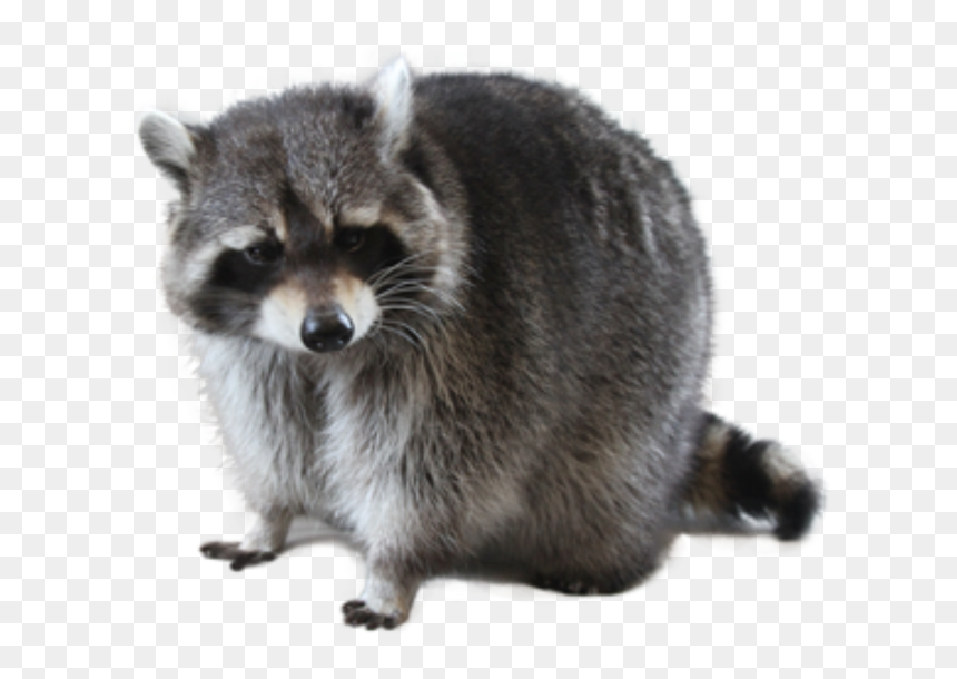 Raccoon Png, Transparent Png - racoon png