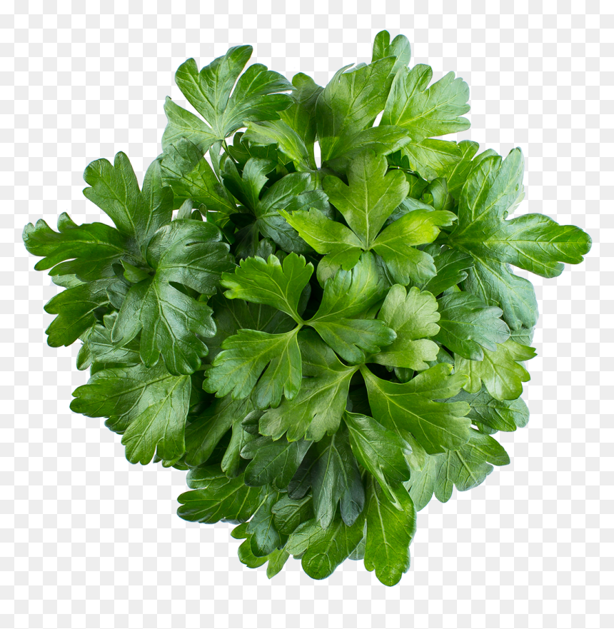 Parsley, HD Png Download - parsley png