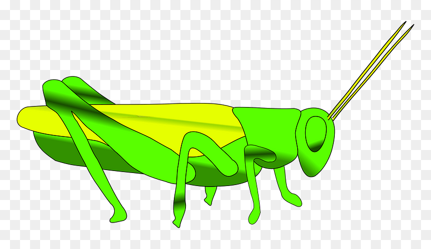 Grasshopper Clipart - Grasshopper Clip Art, HD Png Download - grasshopper png