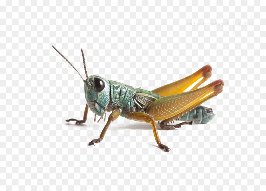 Grasshopper In Hindi, HD Png Download - grasshopper png