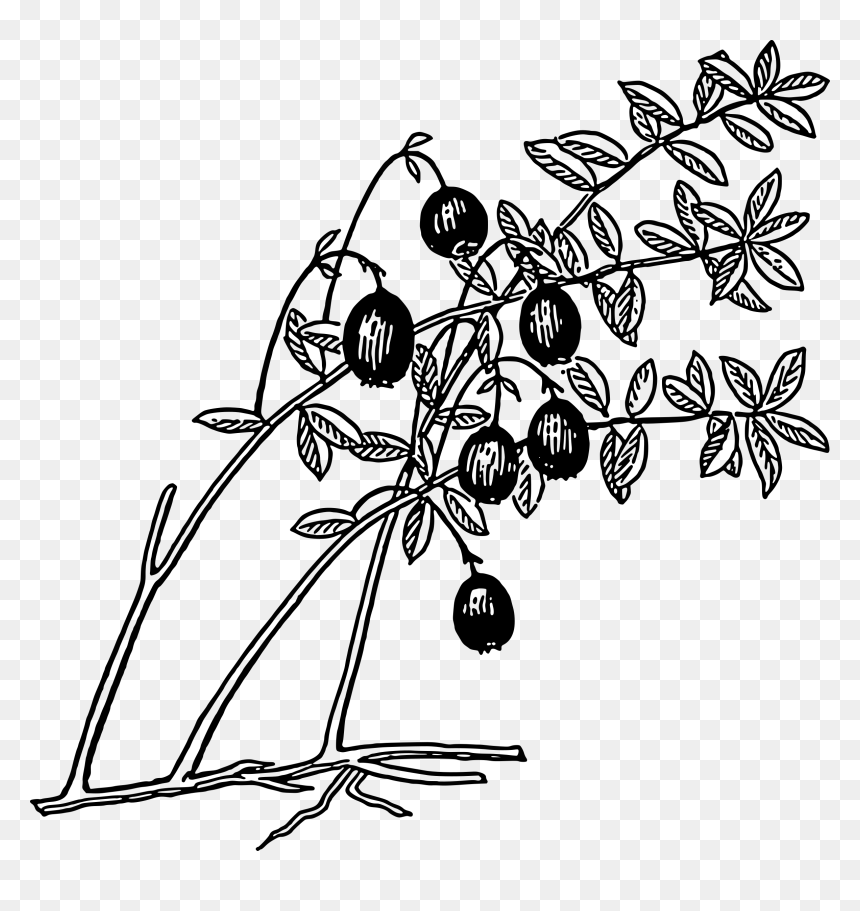 Cranberry Clip Arts - Guava Tree Black And White, HD Png Download - cranberry png