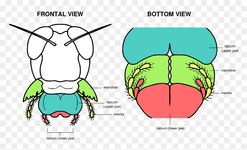 Grasshopper Mouth Anatomy, HD Png Download - grasshopper png
