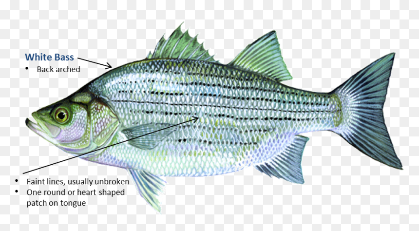 White Bass - Oklahoma Sand Bass, HD Png Download - bass fish png