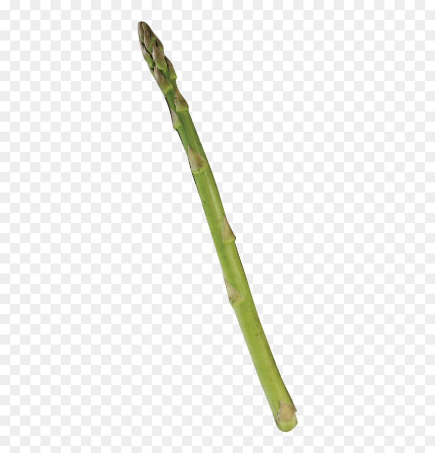 Single Asparagus Clip Arts - Bamboo, HD Png Download - asparagus png