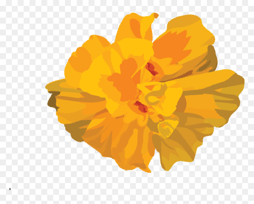 Marigold-flor - Tagetes Patula, HD Png Download - flor png