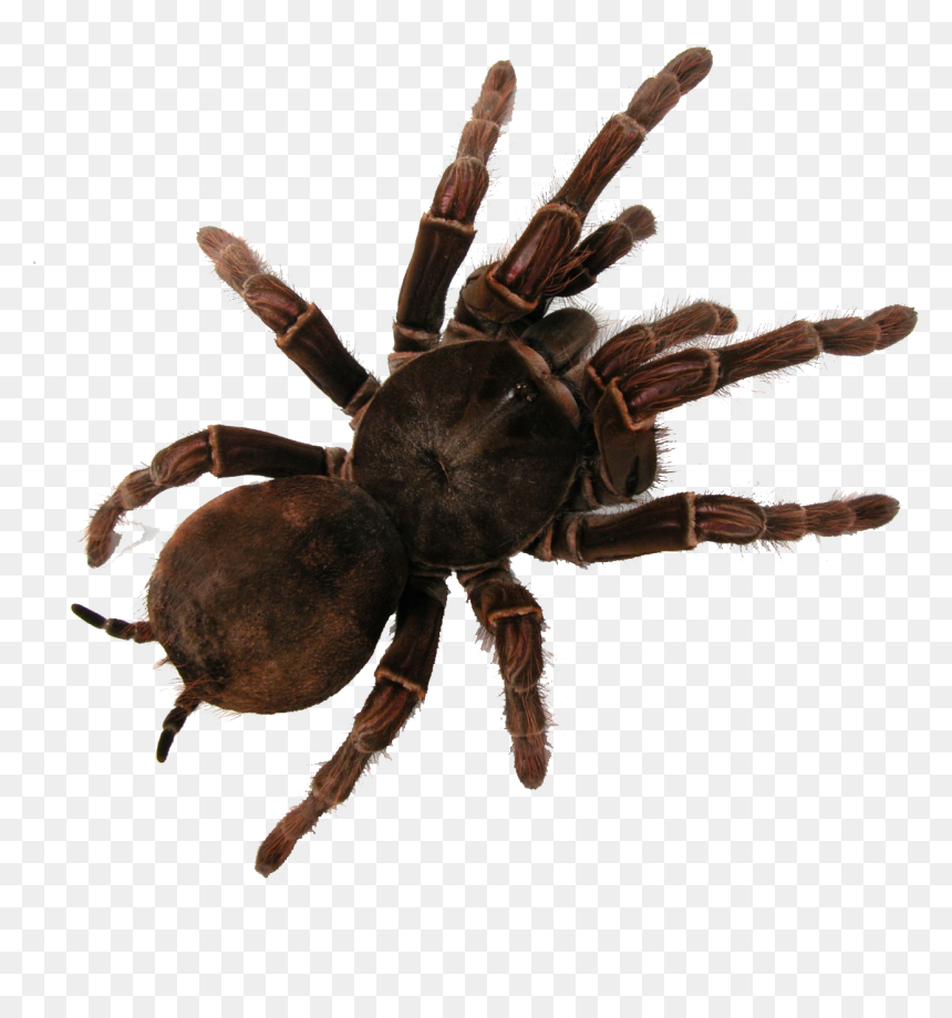 Tarantula , Png Download - Australian Bird Eating Spider Habitat, Transparent Png - tarantula png