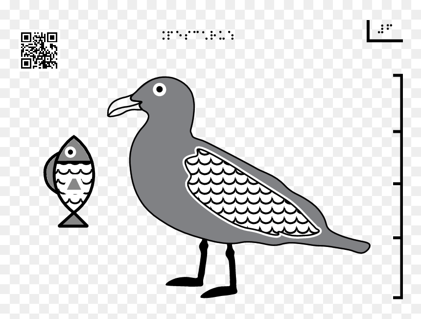 Gull - Seabird, HD Png Download - seagulls png
