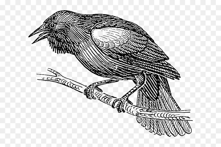 Black, Outline, Drawing, White, Cartoon, Birds, Bird - Florentine Tragedy, HD Png Download - cartoon bird png