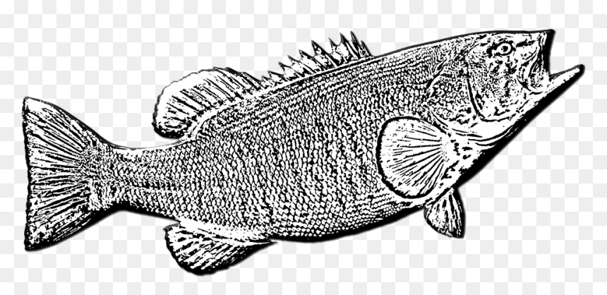 Pomacentridae, HD Png Download - bass fish png
