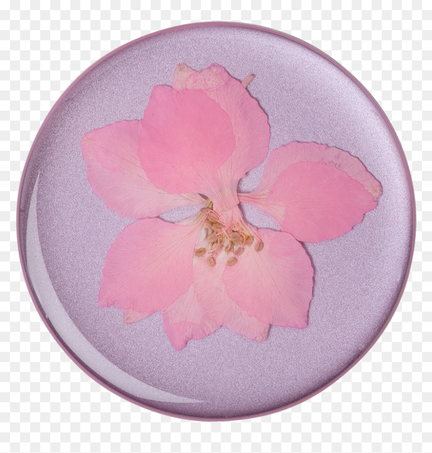 Transparent Real Flower Png - Pop Socket Pressed Flower, Png Download - real flower png