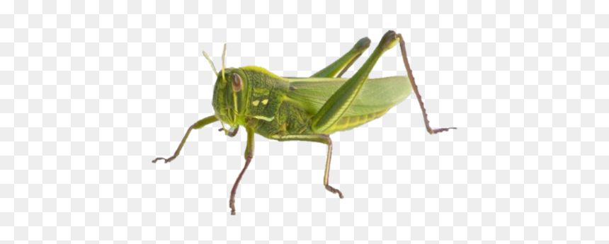 Grasshopper, HD Png Download - grasshopper png