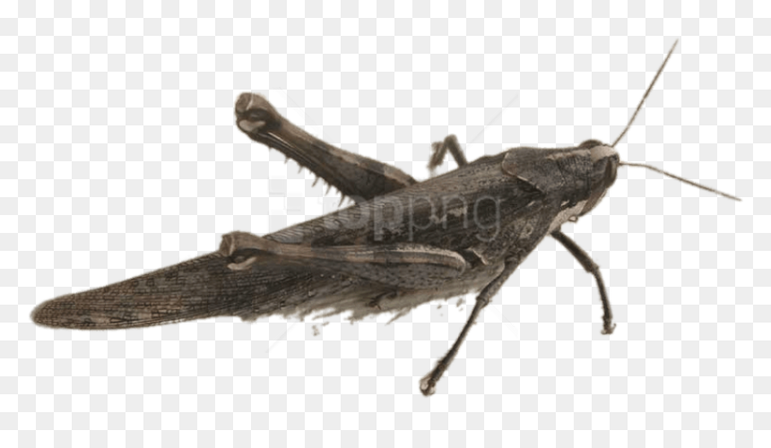 Free Png Download Bird Grasshopper Png Images Background - Grey Grasshopper, Transparent Png - grasshopper png