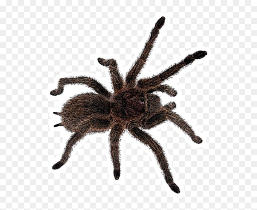 Freetoedit Insect Tarantula Spider Böcek Örümcek - Jumping Spider With Long Legs, HD Png Download - tarantula png