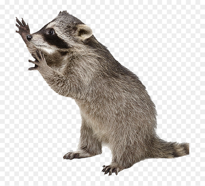 Racoon With No Background, HD Png Download - racoon png