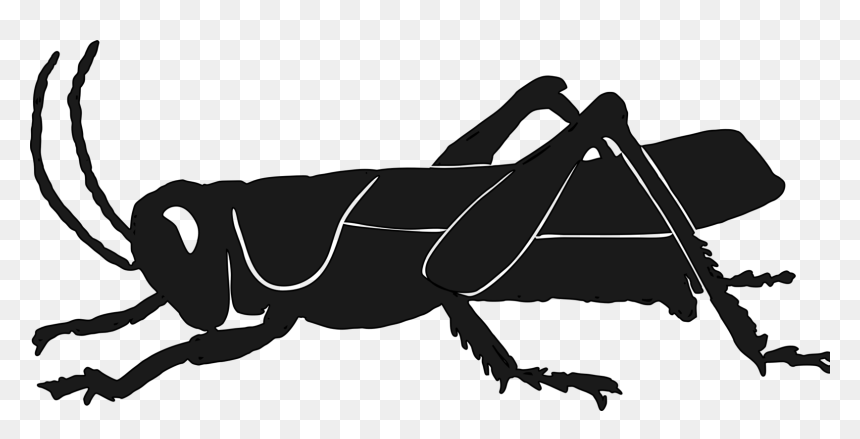 Grasshopper Vector Silhouette - Grasshopper Silhouette, HD Png Download - grasshopper png