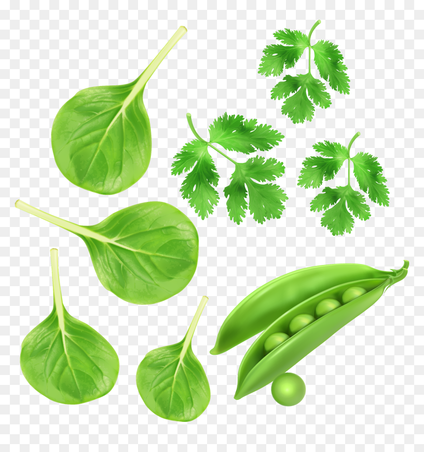 Green Vegetables, Parsley Peas Vector Vegetables - Peas Png, Transparent Png - parsley png