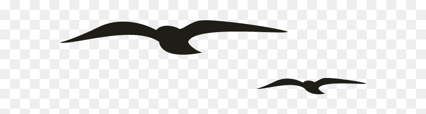 Seabird, HD Png Download - seagulls png
