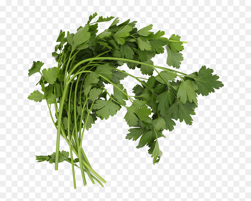 Coriander, HD Png Download - parsley png
