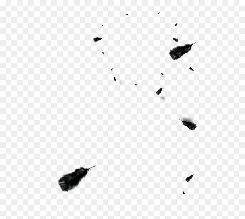 And Floating Euclidean Vector Black Feather White Clipart - Lluvia De Plumas Png, Transparent Png - black feather png