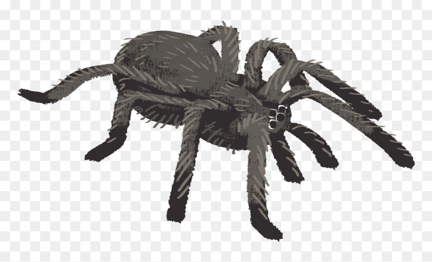Tarantula Spider Tarantula Insect Wacom Intuos Photoshop - Tarantulas, HD Png Download - tarantula png