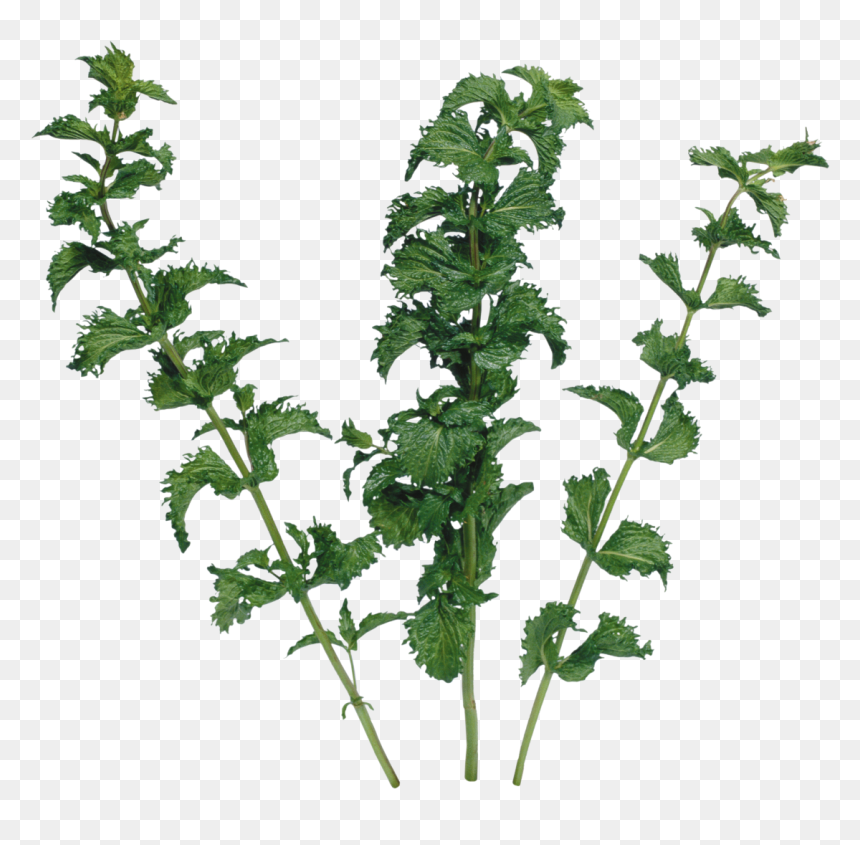 Garlic Clipart Parsley - Vegetable, HD Png Download - parsley png