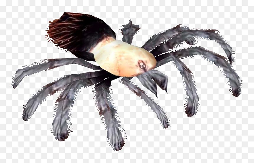 Brazilian Red And White Tarantula Clipart Images Gallery - Png Red Knee Mexican Tarantula, Transparent Png - tarantula png