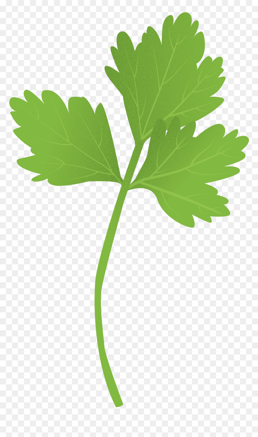 Parsley Clipart , Png Download - Grape, Transparent Png - parsley png